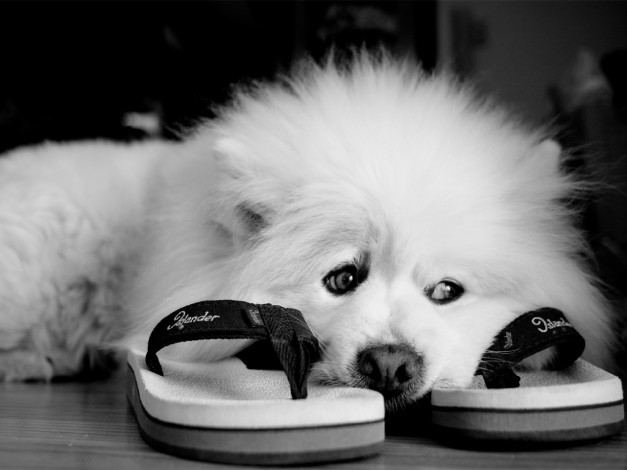 Обои картинки фото животные, собаки