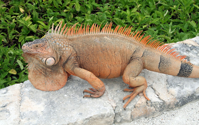 Обои картинки фото животные, Ящерицы, игуаны, вараны