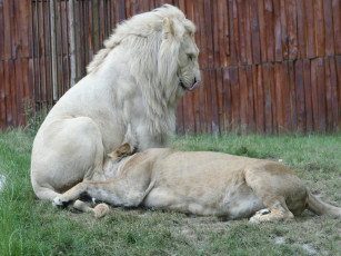 Картинка животные львы