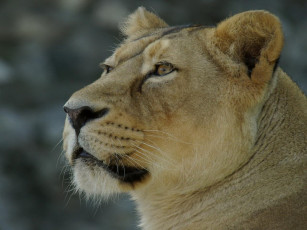 Картинка животные львы