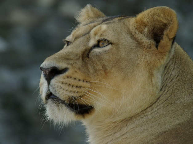 Обои картинки фото животные, львы