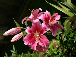 Картинка цветы лилии лилейники