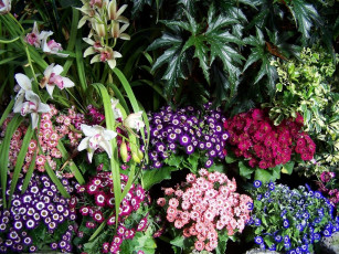 обоя цветы, разные, вместе