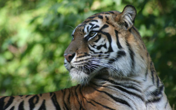 Картинка животные тигры