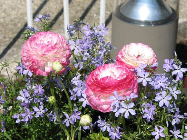 Обои картинки фото цветы, разные, вместе