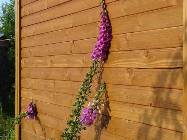 Обои картинки фото дигиталис, цветы, наперстянка