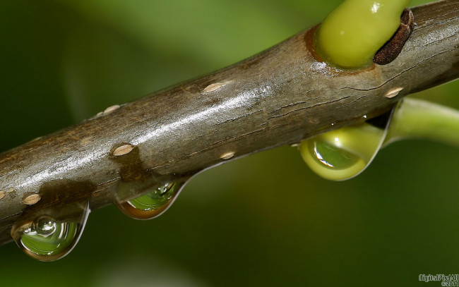 Обои картинки фото природа, макро