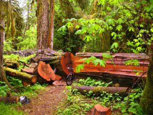 Картинка природа лес брёвна