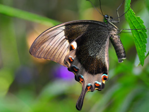 Картинка животные бабочки крылья
