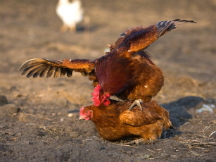 Картинка животные куры петухи курица любовь петух