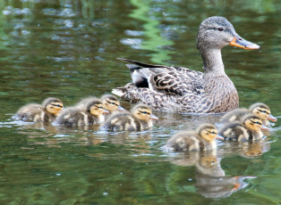 Картинка животные утки утята семейка