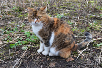 Картинка животные коты взгляд кошка