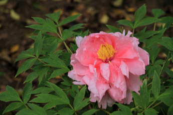 Картинка цветы пионы листья