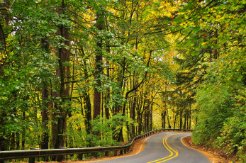 Картинка природа дороги деревья