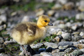 Картинка животные утки утёнок