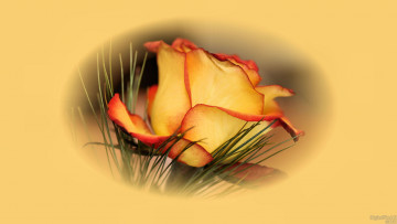 Картинка цветы розы роза