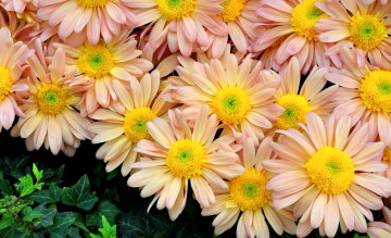 Картинка цветы хризантемы кремовый