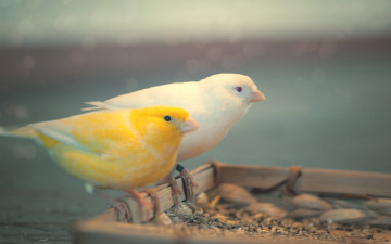 Картинка животные птицы t