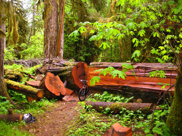 Обои картинки фото природа, лес, брёвна