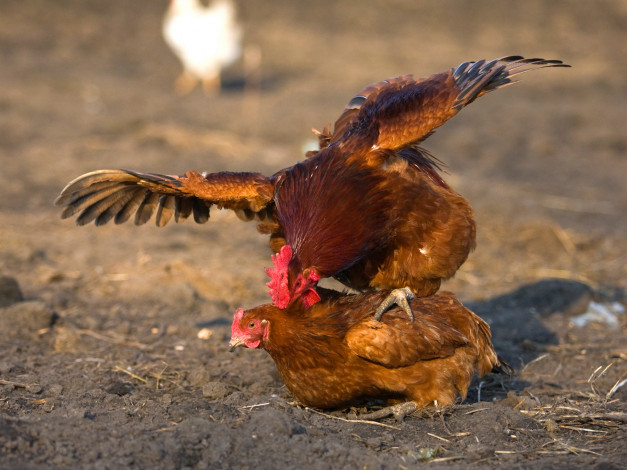 Обои картинки фото животные, куры, петухи, курица, любовь, петух