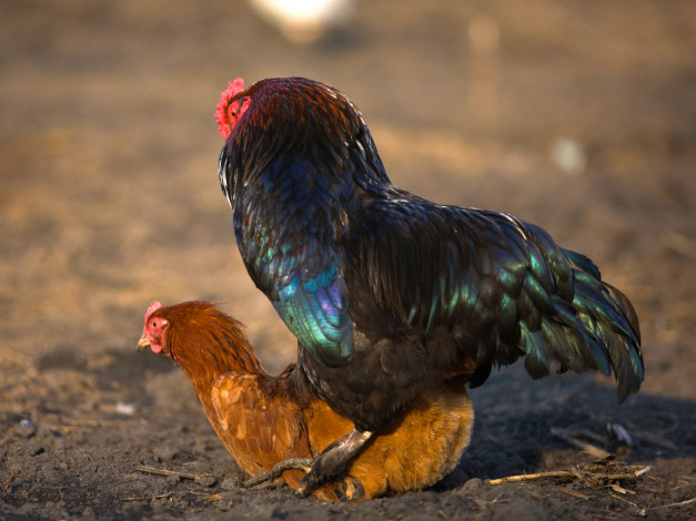 Обои картинки фото животные, куры, петухи, любовь, курица, петух