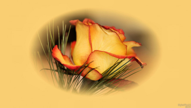 Обои картинки фото цветы, розы, роза