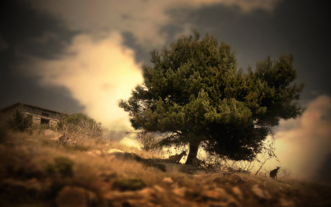 Обои картинки фото природа, деревья, растения, животные, пейзаж, дерево