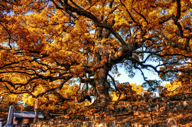 Обои картинки фото природа, деревья, флора