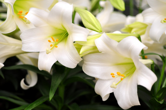 Обои картинки фото цветы, лилии, лилейники, белый