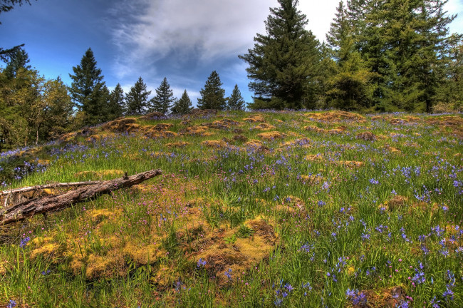 Обои картинки фото природа, луга, деревья, цветы