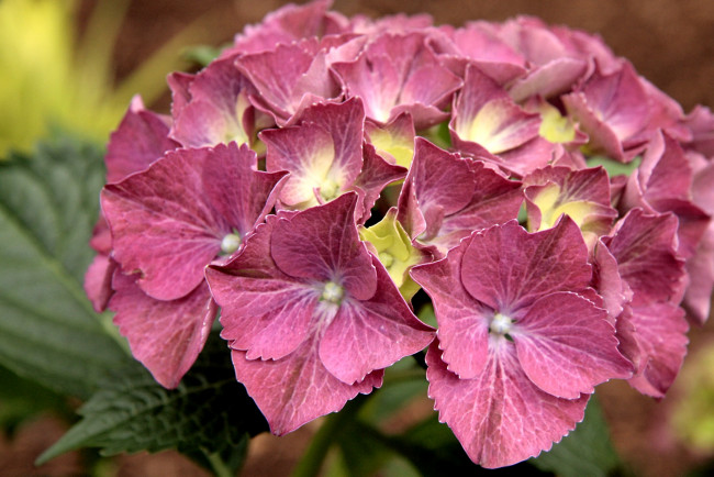 Обои картинки фото цветы, гортензия, розовый