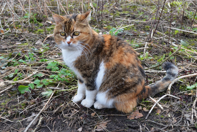 Обои картинки фото животные, коты, взгляд, кошка