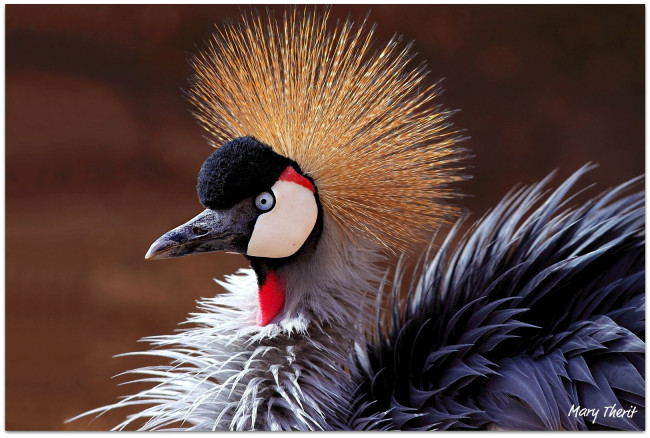 Обои картинки фото животные, журавли, венценосный, журавль, хохолок, клюв