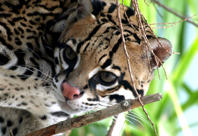 Обои картинки фото животные, оцелоты, морда, пятна