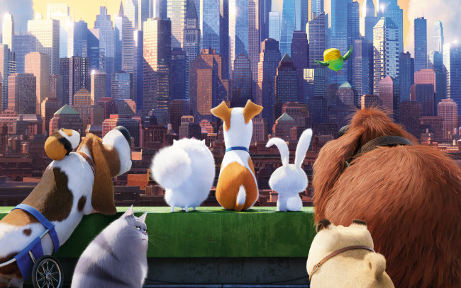 Обои картинки фото мультфильмы, the secret life of pets, the, secret, life, of, pets