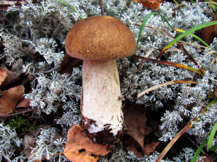 Картинка природа грибы боровик