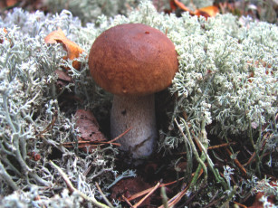 Картинка природа грибы боровик