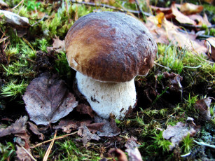 Картинка природа грибы боровик