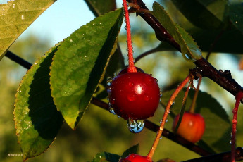 Картинка природа Ягоды вишня