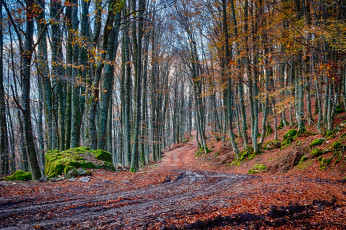 Картинка природа дороги тракт