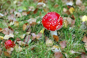 Картинка природа грибы +мухомор дуэт