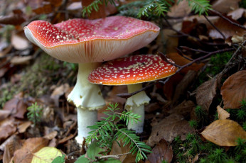 Картинка природа грибы +мухомор дуэт