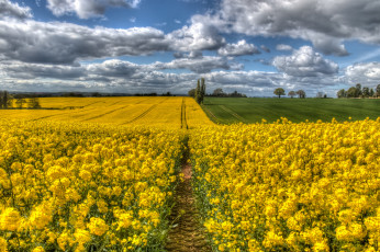 Картинка природа поля простор