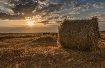 Картинка природа поля простор