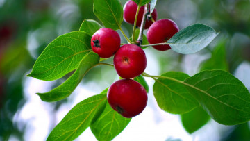 Картинка природа плоды яблоки