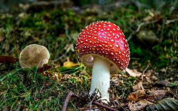 Картинка природа грибы +мухомор одиночка