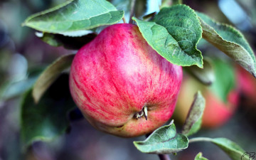 Картинка природа плоды яблоки