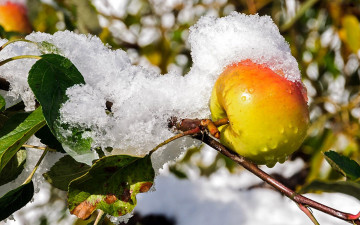 Картинка природа плоды яблоки