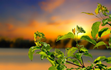 Картинка природа листья простор