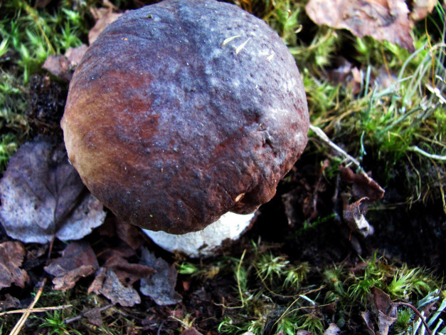 Обои картинки фото природа, грибы, боровик